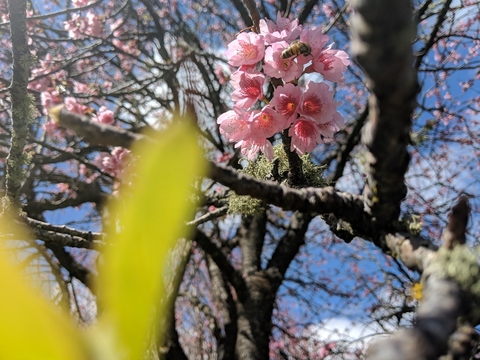 Akane Kinjo's picture