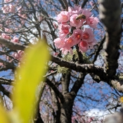 Akane Kinjo's picture